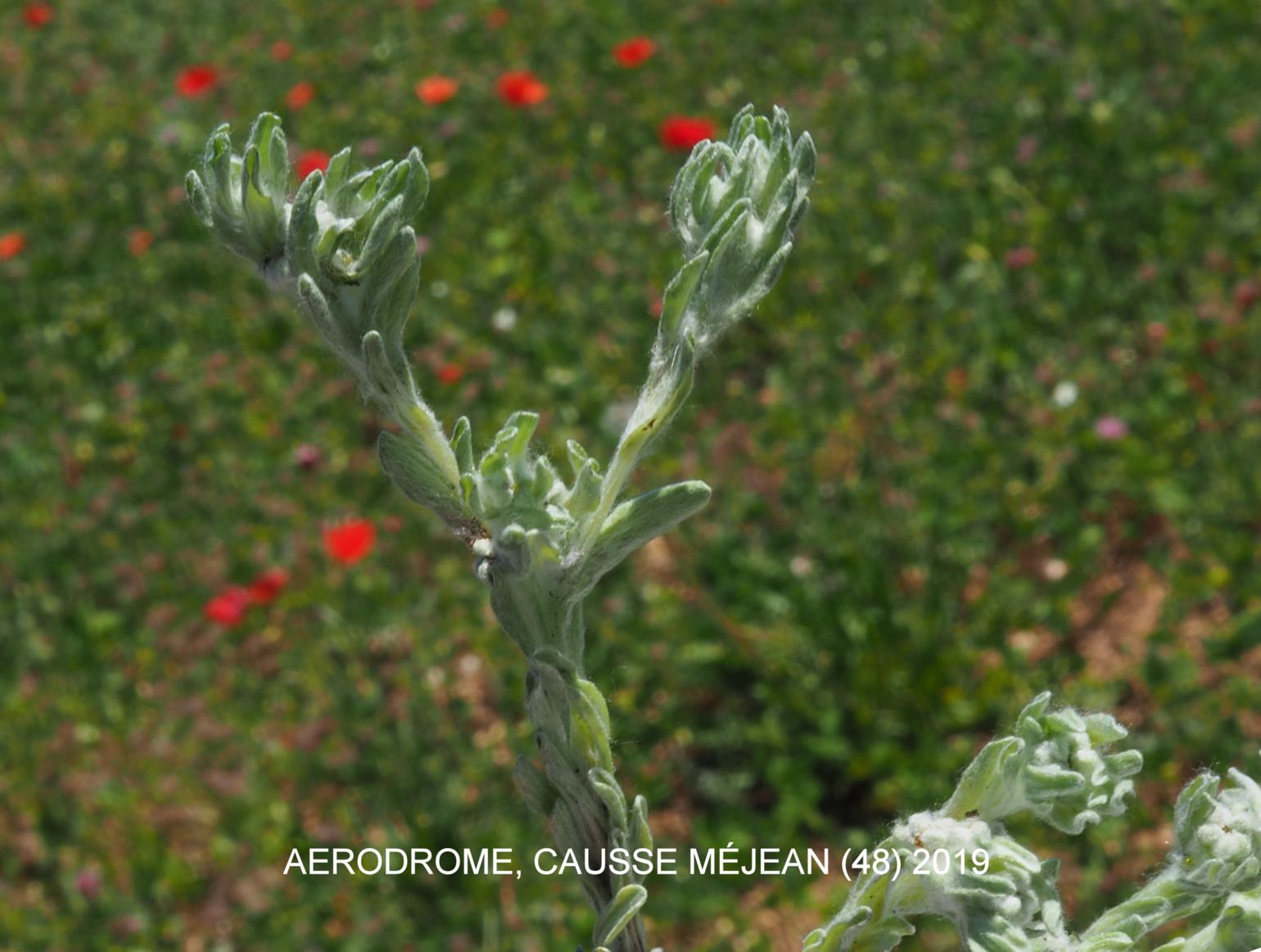 Cudweed, Upright